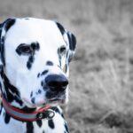 dalmata kutya