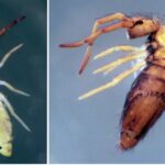 új ugróvillás fajok