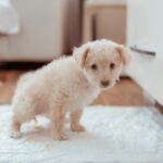 kutya szobatisztaságra nevelés