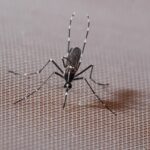 Tigrisszúnyogok és veszélyes kórokozók