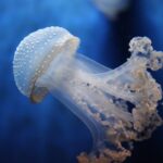 tengerparti balesetek esetén