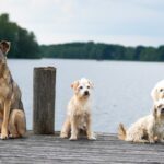 kutyák társas lények