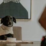 aranypaszta kutya tudatos táplálása