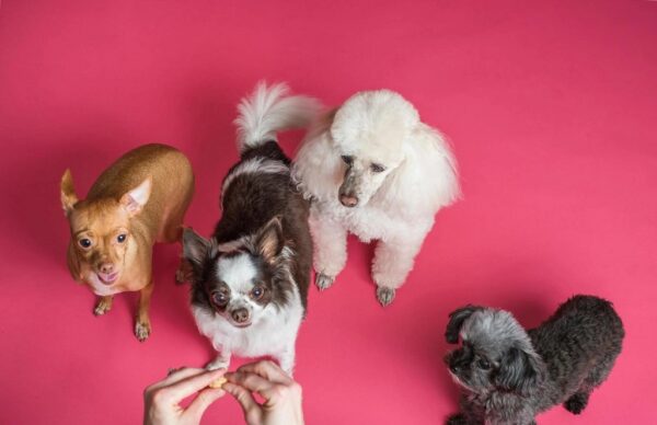 Étrend-kiegészítő kutyáknak