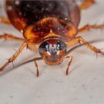 kontakt rovarirtók csótányok ellen ghilotina