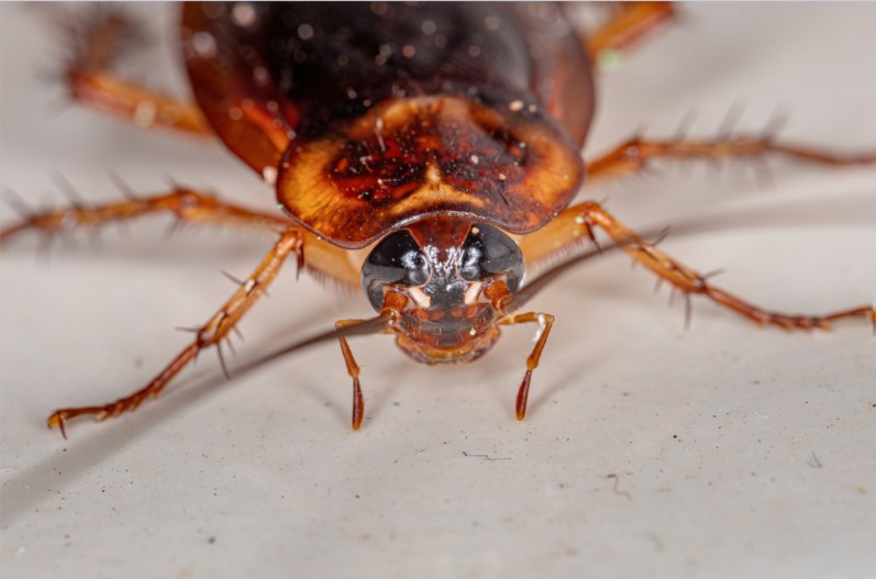 kontakt rovarirtók csótányok ellen ghilotina